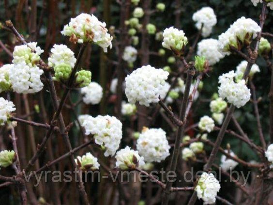 Калина Фаррери 'Candidissimum' (Viburnum farreri 'Candidissimum') ШТАМБ С10 В.150-180 см - фото 1 - id-p124306963