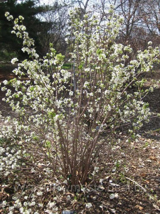 Калина Фаррери 'Candidissimum' (Viburnum farreri 'Candidissimum') ШТАМБ С10 В.150-180 см - фото 3 - id-p124306963