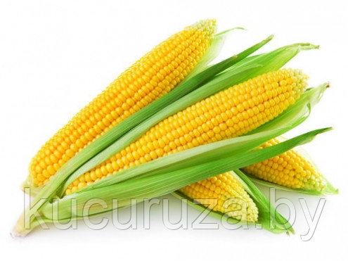 продажа горячей кукурузы