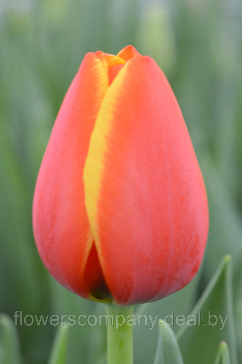 Луковицы тюльпанов из Голландии - фото 4 - id-p124637229