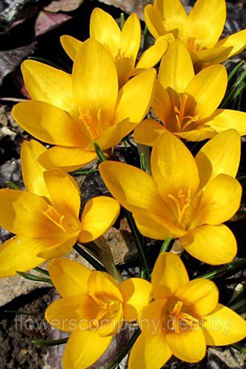 Луковицы крокусов сорт Golden Yellow оптом - фото 1 - id-p124641790