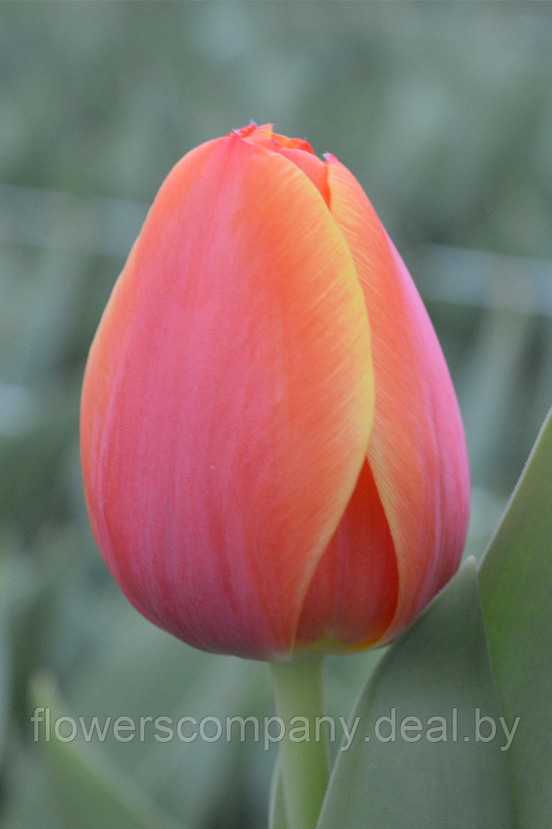 Луковицы тюльпанов сорт Ad Rem оптом - фото 1 - id-p124643036