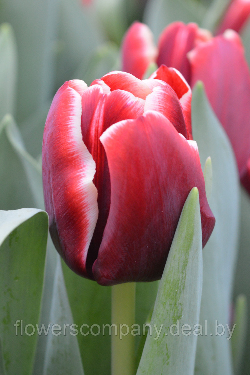 Луковицы тюльпанов сорт Armani оптом - фото 1 - id-p124643905
