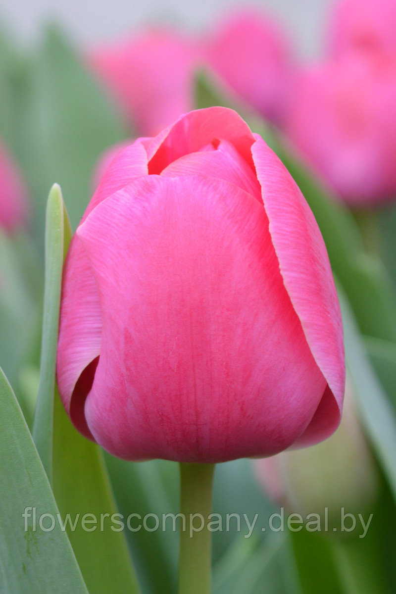 Луковицы тюльпанов для выгонки к 8 марта - фото 4 - id-p124599766