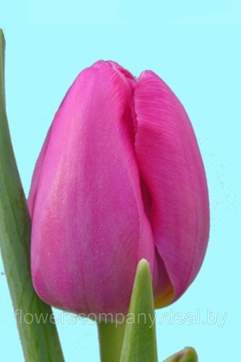 Луковицы тюльпанов для выгонки к 8 марта - фото 5 - id-p124599766