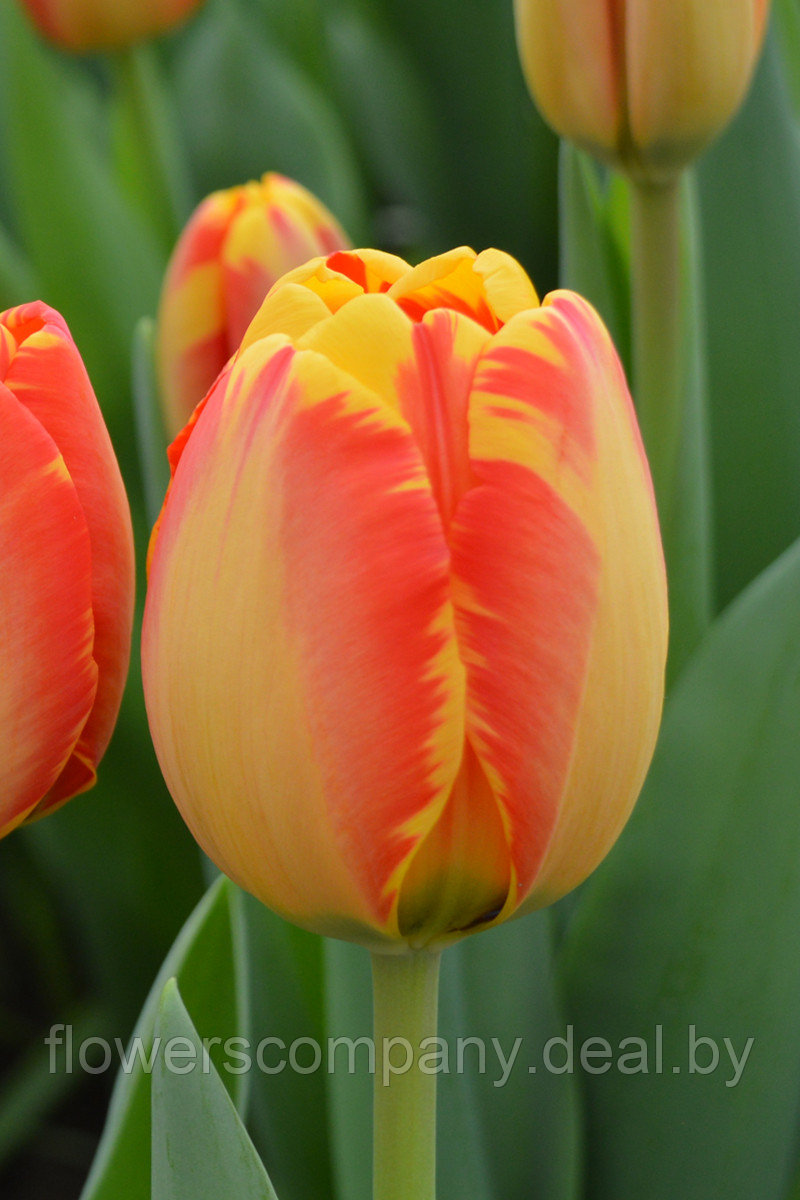 Луковицы тюльпанов для выгонки к 8 марта - фото 6 - id-p124599766