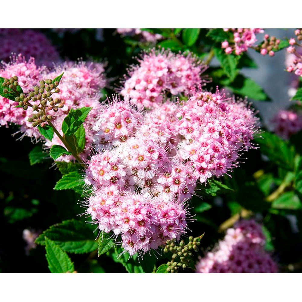 Спирея японская Литтл Принцесс (Spiraea japonica Little Princess) C3 - фото 1 - id-p124938901