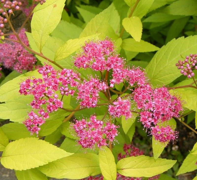 Спирея японская Голден принцесс (Spiraea japonica Golden Princess) C3 - фото 2 - id-p124939022