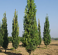 Дуб черешчатый Фастигиата (Quercus robur Fastigiata) C3