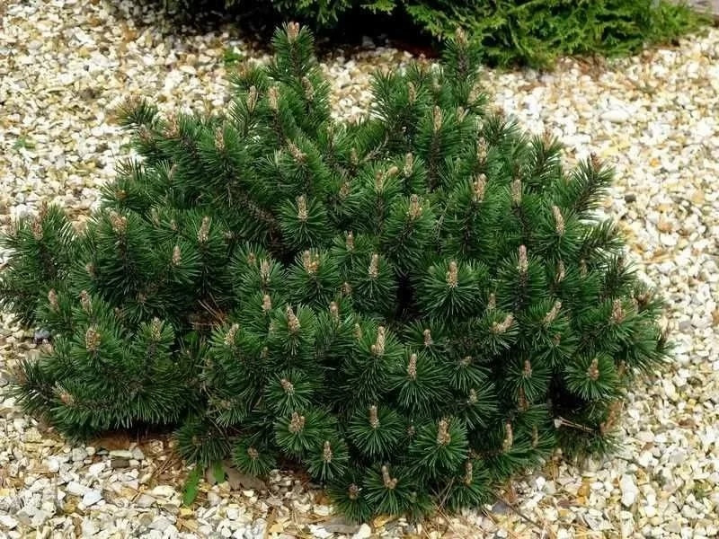 Сосна горная Хампи (Pinus mugo Humpy) C2 - фото 2 - id-p124941011