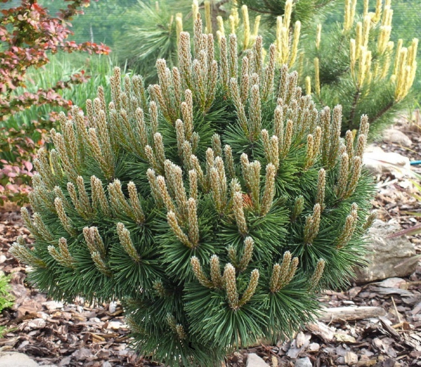 Сосна горная Хампи (Pinus mugo Humpy) C2 - фото 1 - id-p124941011