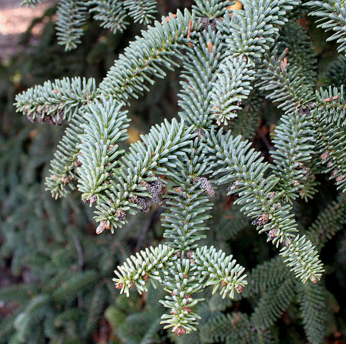 Пихта испанская Келлериис (Abies pinsapo Kelleriis) С5 - фото 2 - id-p124941441