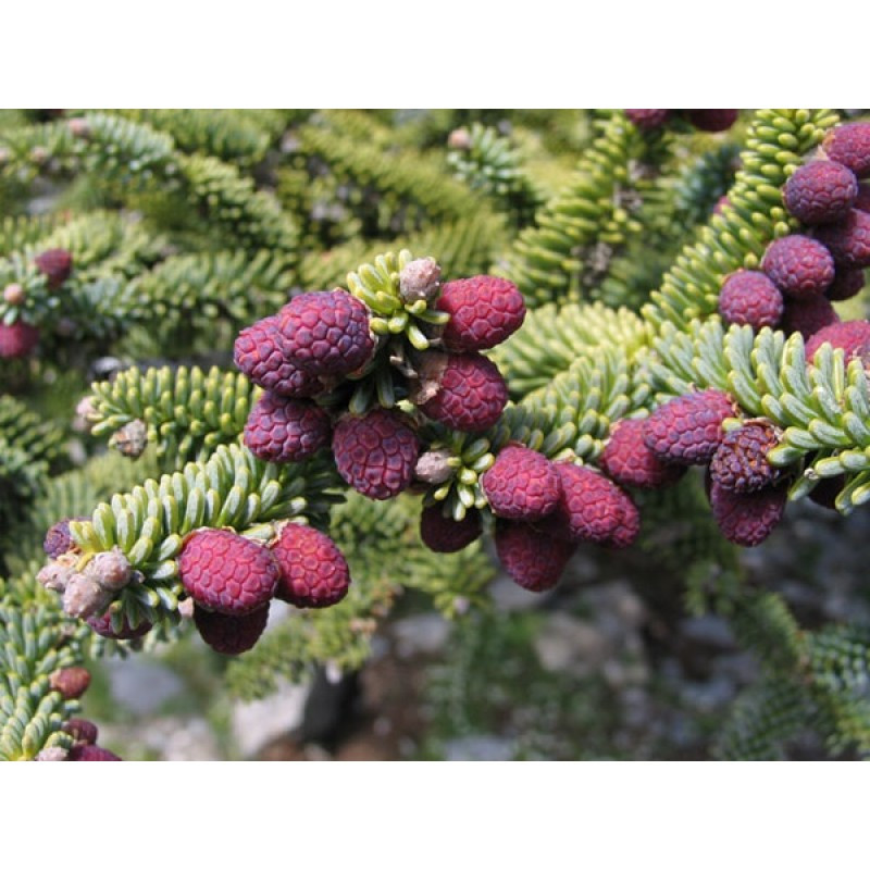 Пихта испанская Келлериис (Abies pinsapo Kelleriis) С5 - фото 3 - id-p124941441