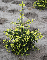 Ель восточная Ауреоспиката (Picea orientalis Aureospicatа) C5