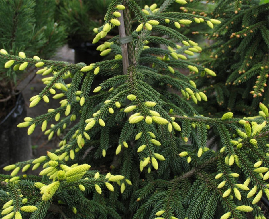 Ель обыкновенная Ауреа (Picea abies Aurea) С5 - фото 2 - id-p124941925
