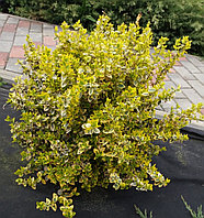 Бересклет Форчуна Саншайн (Euonymus fortune Sunshine) С2