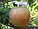 Двухлетние саженцы яблони сорта Лигол, фото 3