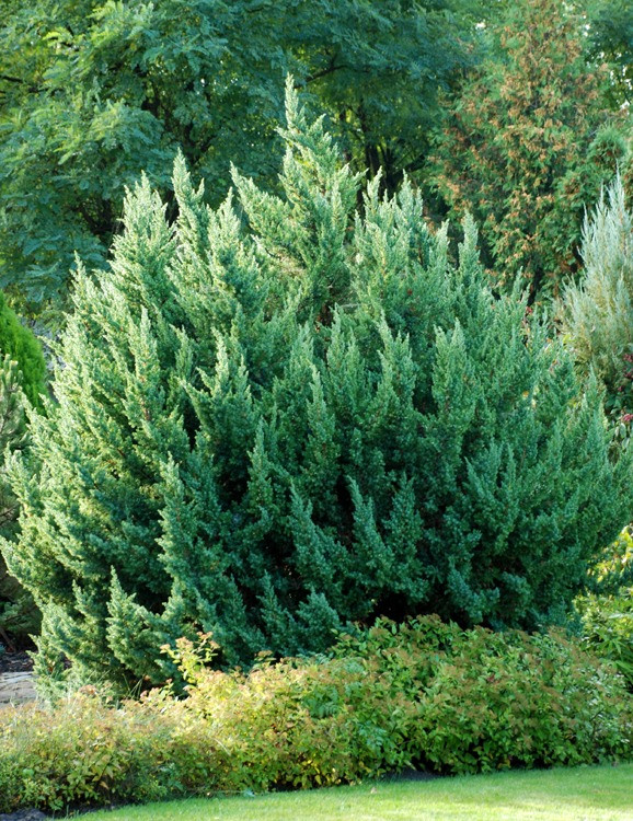Можжевельник китайский Монарх (Juniperus chinensis Monarch) C5 - фото 1 - id-p125106631