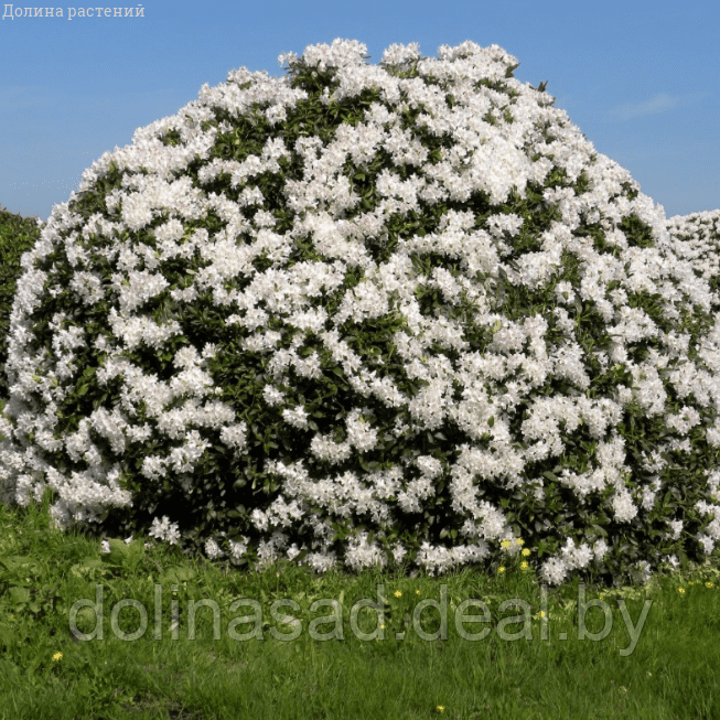 Belgium Plants Van. Рододендрон Каннингемс Уайт - фото 1 - id-p125277716