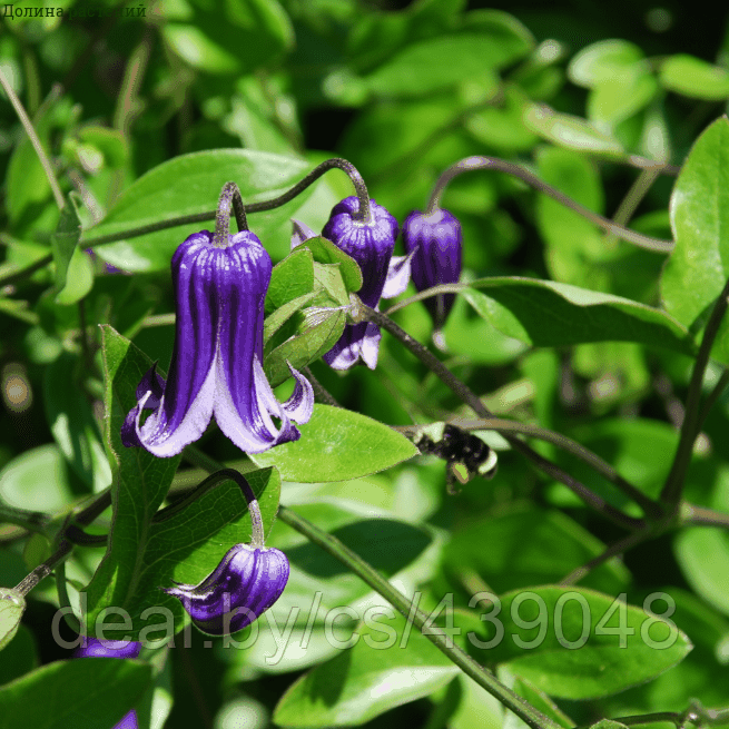 Szkolka roslin A.M Клематис Роогучи - фото 1 - id-p125277723