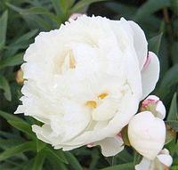 Пион Gardenia, саженец