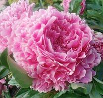 Пион молочноцветковый Sarah Bernhardt, саженец