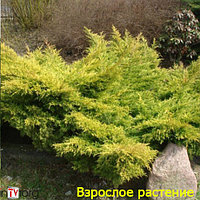 Можжевельник средний "Old Gold" (Juniperus x media) С3