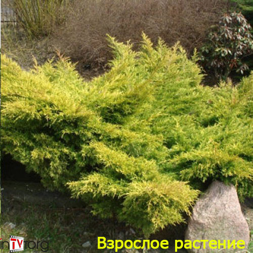 Можжевельник средний "Old Gold" (Juniperus x media) С3 - фото 1 - id-p125550339