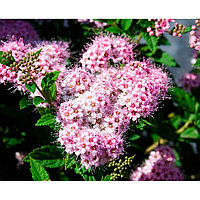 Спирея японская Литтл Принцесс (Spiraea japonica Little Princess) С2