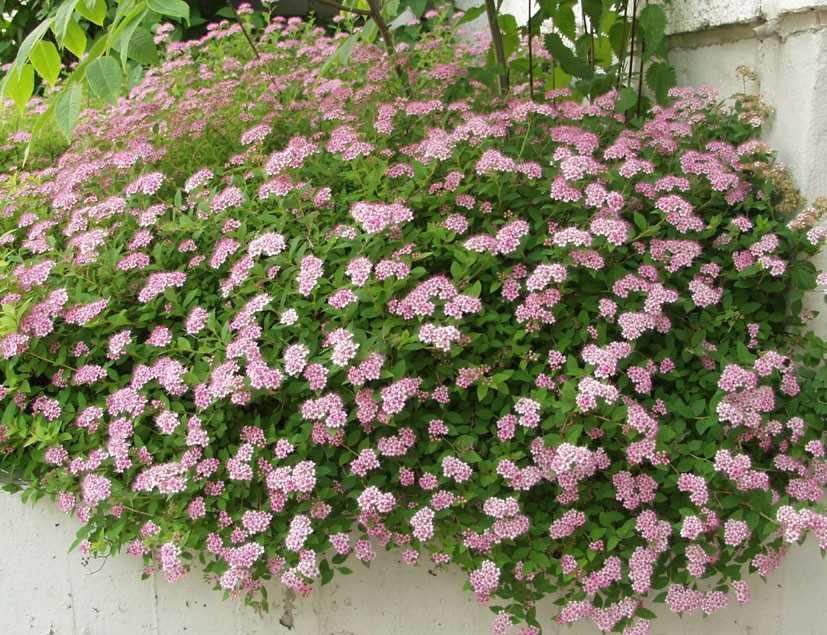 Спирея японская Литтл Принцесс (Spiraea japonica Little Princess) С2 - фото 2 - id-p125552481