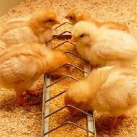 Комбикорм для цыплят-бройлеров от 0 дней до 10 дней, мешок 10 кг, «КонсулАгро»