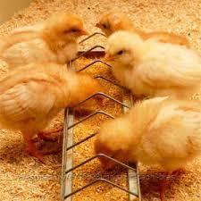 Комбикорм для цыплят-бройлеров от 0 дней до 10 дней, мешок 10 кг, «КонсулАгро»
