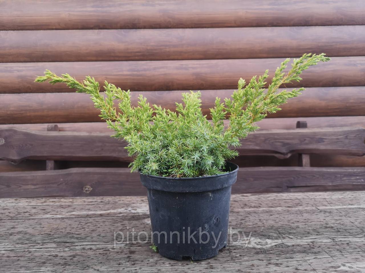 Можжевельник чешуйчатый Блю Швед (Juniperus squamata Blue Swede)
