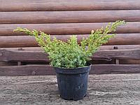 Можжевельник чешуйчатый Блю Швед (Juniperus squamata Blue Swede)