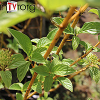 Дерен отпрысковый "Flaviramea" (Cornus saricea) С3