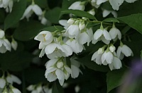 Чубушник "Воздушный десант" (Philadelphus "Wozdusznyj Desant") С3