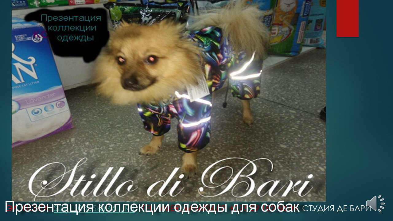 Презентация одежды для собак от Stillo di Bari