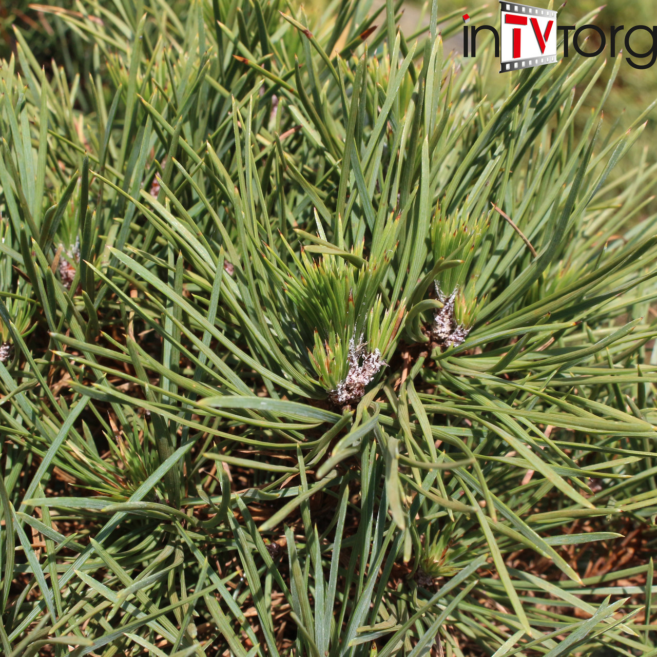 Сосна обыкновенная "Globosa Viridis" (Pinus sylvestris) С3 - фото 3 - id-p73501712