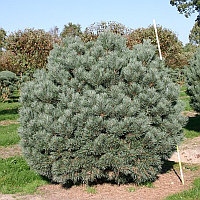 Сосна обыкновенная "Watereri" (Pinus sylvestris) С15