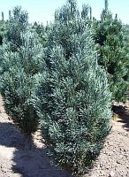 Сосна обыкновенная Фастигиата (Pinus sylvestris Fastigiata) С3