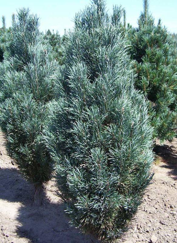 Сосна обыкновенная Фастигиата (Pinus sylvestris Fastigiata) С10 - фото 1 - id-p125905857