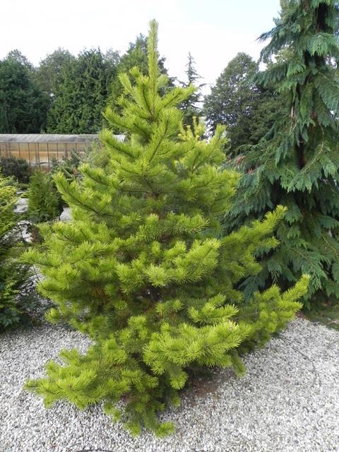 Сосна обыкновенная Анна Ауреа (Pinus sylvestris Anna Aurea) С10 - фото 2 - id-p125910483