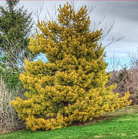 Сосна обыкновенная Анна Ауреа (Pinus sylvestris Anna Aurea) С10