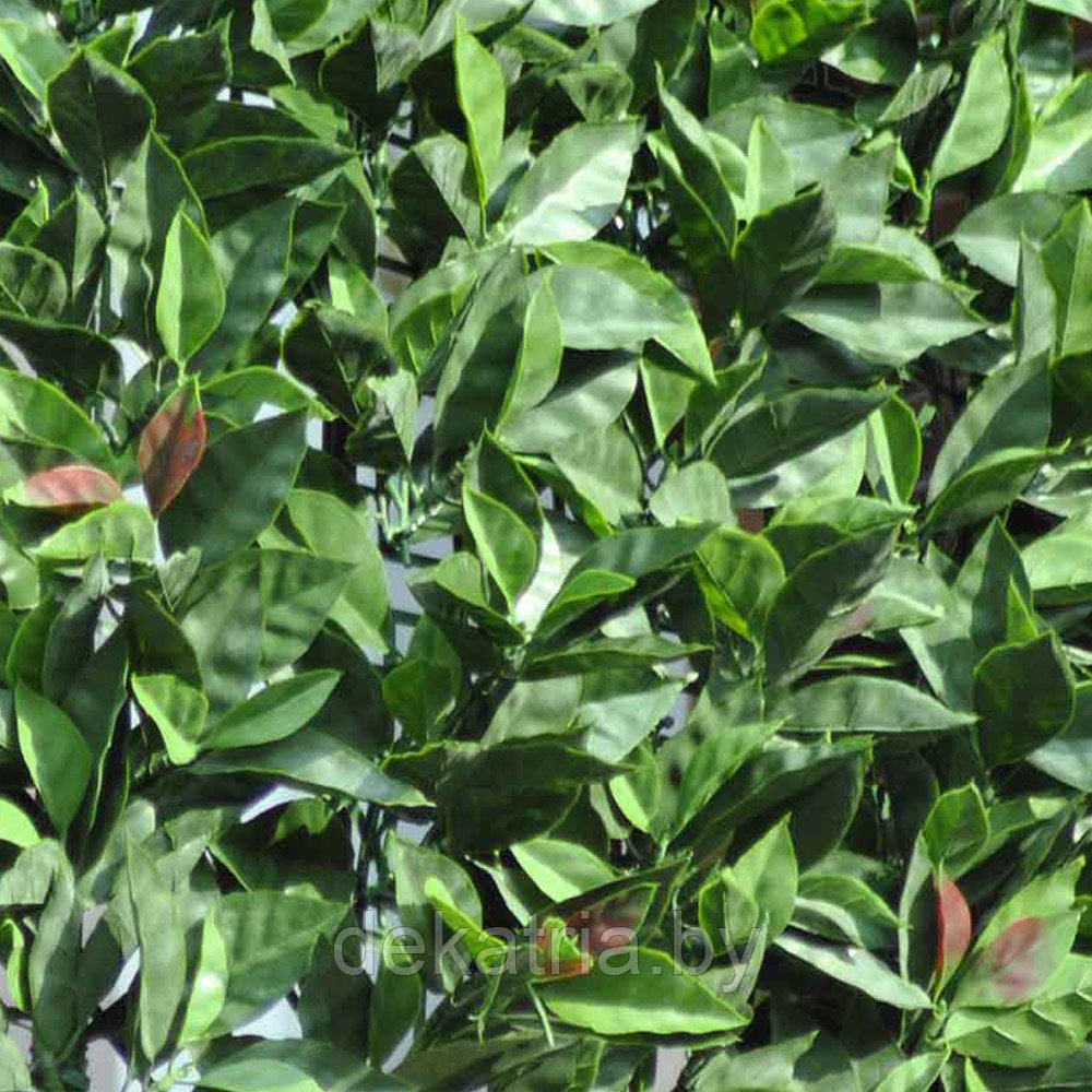 Изгородь с листьями DIVY PHOTINIA PLUS 3D 1,5х3м. - фото 2 - id-p126270126