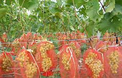 Сетка для защиты винограда, рукав диаметром 30см, длина 55см, упаковка 30шт.