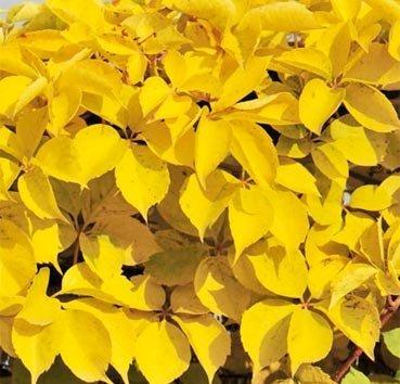 Виноград девичий пятилисточковый Yellow Wall, саженец - фото 1 - id-p126504267
