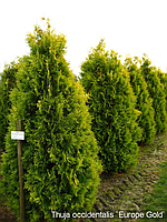 Туя западная "Europe Gold" (Thuja occidentalis) С35