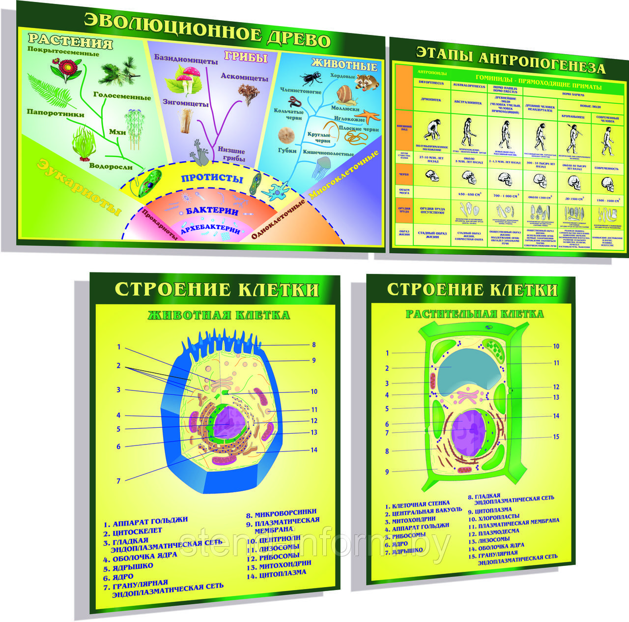 Стенды ПО БИОЛОГИИ "Строение клетки, этапы антропогенеза и эволюционное древо" р-р 200*170 см