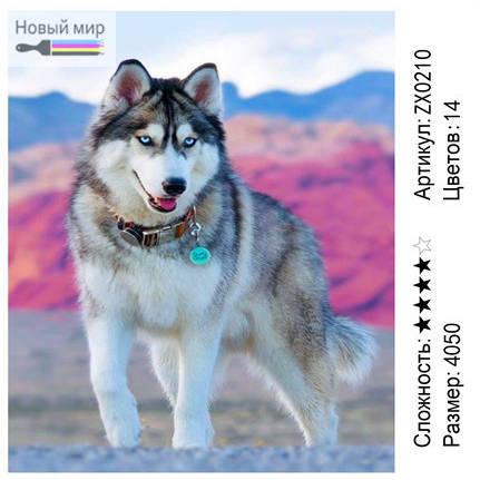 Алмазная мозаика Собака Хаски (ZX0210) - фото 1 - id-p127614235
