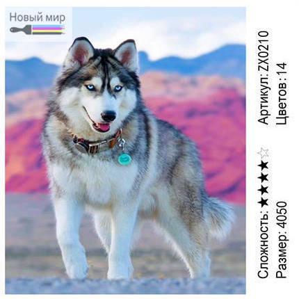Алмазная мозаика Собака Хаски (ZX0210), фото 2